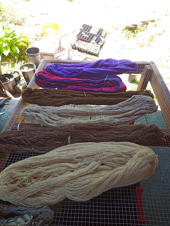 A lot of skeins of yarn laying on a mesh table to dry. There are six total, in order from top to bottom: A fine purple yarn, a mixed black, grey, red and purple yarn, a brown skein, a grey skein, another brown skein and a white skein.