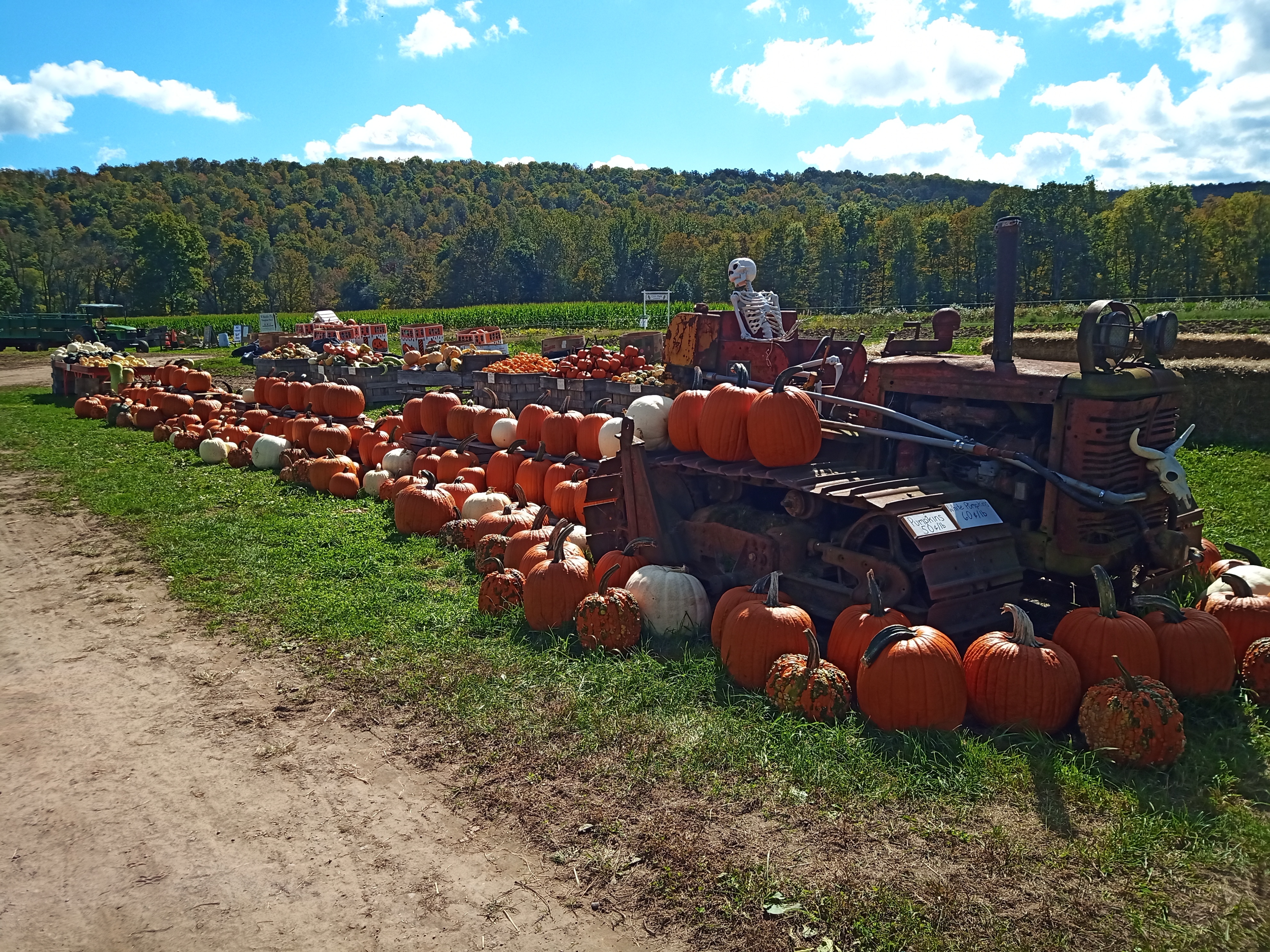 A beautifully sunny day with a row of pumpkin displays and a row of squash and gourd displays behind them. The bulldozer is right in the front.