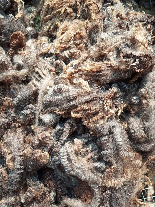 A huge pile of crinkle fry wool locks in varying shades of brown and grey. they look scrumptious