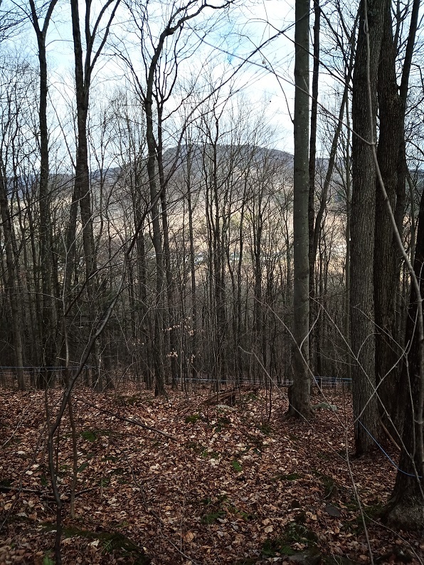 A view looking through trees to the mountain across the way. The tree tops drop off sharply below. There are blue maple tapping lines running down the hill.