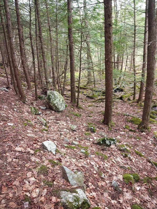 A section of woods with lots of mossy rocks.