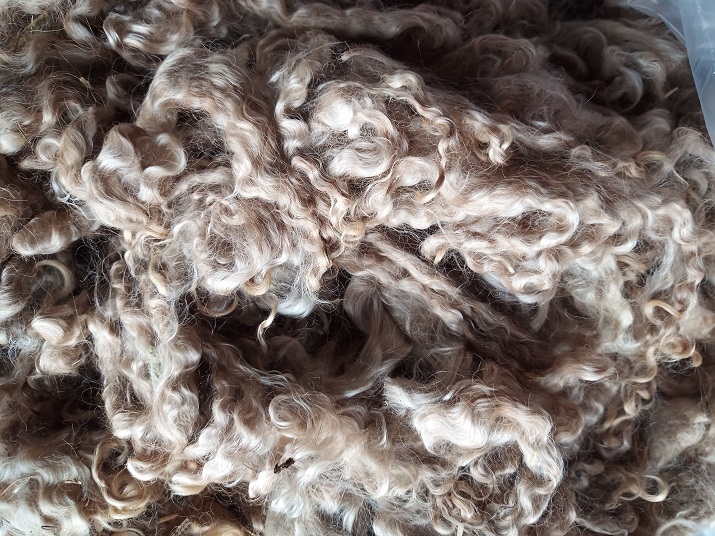 A beautiful, shiny pile of mohair locks, tan color, incredibly shiny and wavy.
