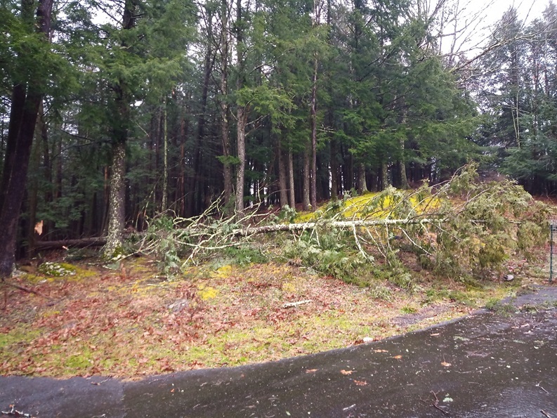 A large tree fell out of the woods and is laying across the face of the hill.