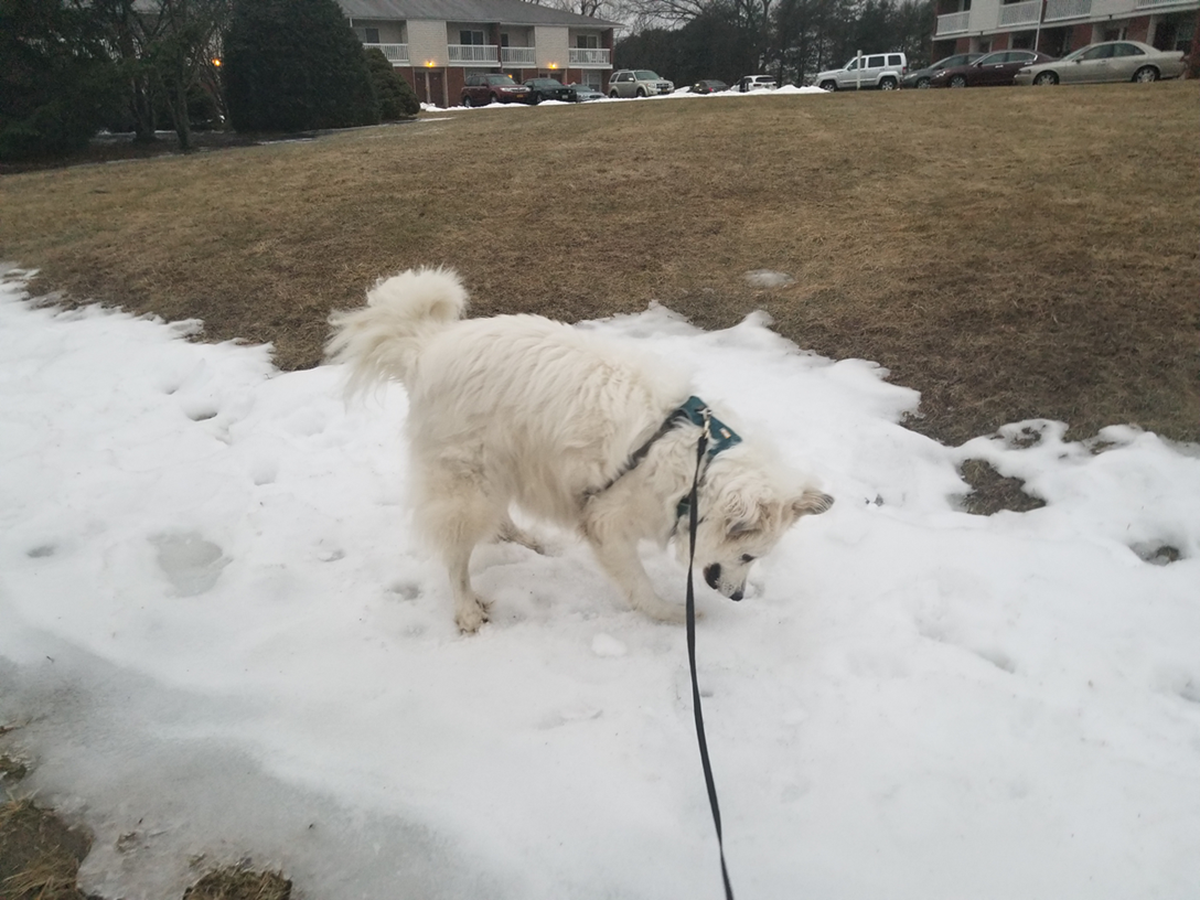 Mara, a large, white, fluffy dog centered in the photo, who is hopping on snow and looked incredibly happy about it.